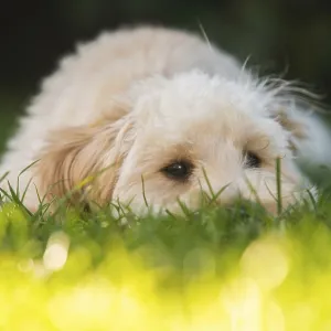 A Maltipoo Puppy Resting Print, Graz, Austria A Maltipoo Puppy Resting Print, Graz, Austria