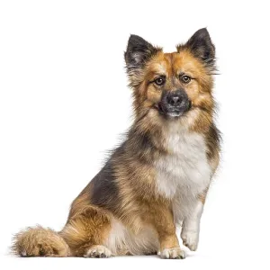 Fluffy mixed breed dog sitting on white background looking at camera Fluffy mixed breed dog sitting on white background looking at camera