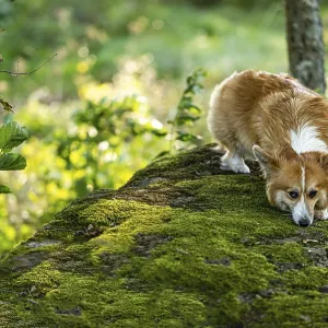A fluffy pembroke welsh corgi on a large mossy rock in the forest A fluffy pembroke welsh corgi on a large mossy rock in the forest