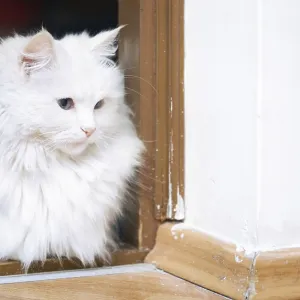 Fluffy white cat sitting on a floor Fluffy white cat sitting on a floor
