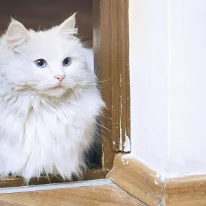 Fluffy white cat sitting on a floor Fluffy white cat sitting on a floor
