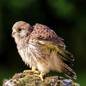 Young Common Kestrel Print, Amberg Germany Young Common Kestrel Print, Amberg Germany