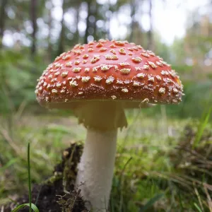 Fly agaric (Amanita muscaria), DarB Forest