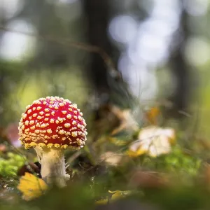 Fly agaric (Amanita muscaria) on forest floor