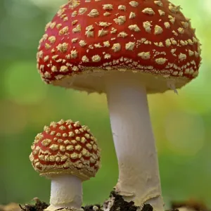 Fly Agaric (Amanita muscaria) Print, Germany