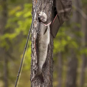 Fly rod, grayling and cap on a tree