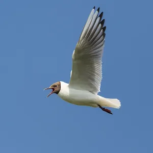 Flying Black-headed Black-headed Gull (Chroicocephalus ridibundus) Flying Black-headed Black-headed Gull (Chroicocephalus ridibundus)
