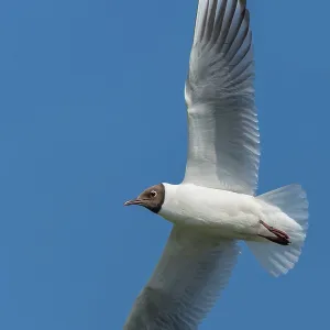 Flying Black-headed Black-headed Gull (Chroicocephalus ridibundus) Flying Black-headed Black-headed Gull (Chroicocephalus ridibundus)