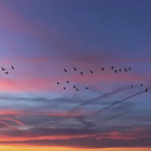 Flying cranes (Grus grus) in the evening sky