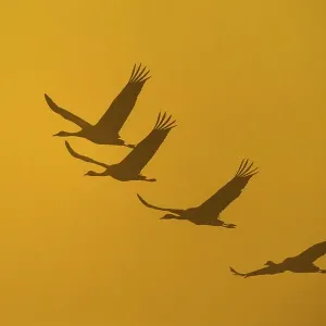 Flying Cranes (grus grus) in front of morning sky