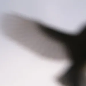 Flying great tit (Parus major)