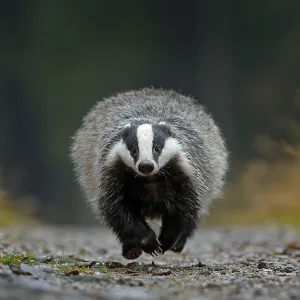 Flying mammal. Badger in forest Flying mammal. Badger in forest