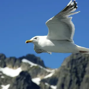 Flying seagull Lofoten Norway