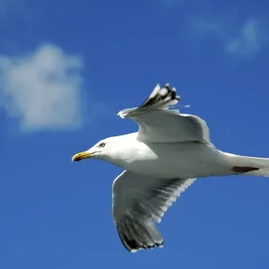 Flying seagull Lofoten Norway Flying seagull Lofoten Norway