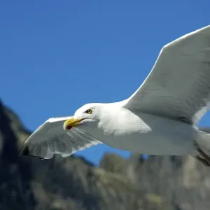 Flying seagull Lofoten Norway