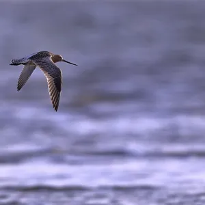 Flying woodcock (Limosa lapponica) in backlight on the beach Flying woodcock (Limosa lapponica) in backlight on the beach