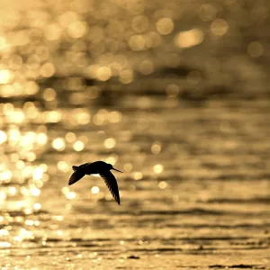Flying woodcock (Limosa lapponica) in backlight on the beach Flying woodcock (Limosa lapponica) in backlight on the beach