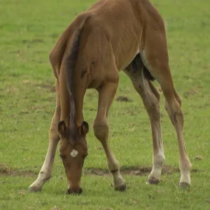 A foal bends down to the grass in a green field
