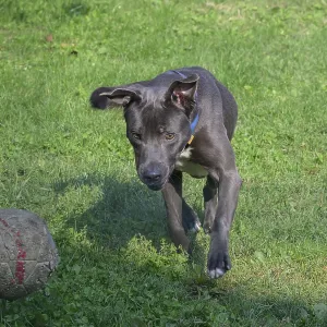 Black Dog Chasing Soccer Ball Print, Italy Black Dog Chasing Soccer Ball Print, Italy