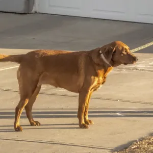 A focused Labrador Retriever stands alert on a suburban driveway