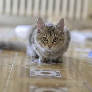 A focused tabby cat lying in a low stance on the indoor floor A focused tabby cat lying in a low stance on the indoor floor