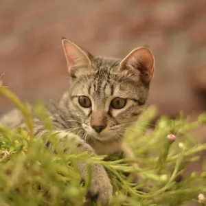 A focused tabby kitten surrounded by greenery and small pink flowers with a brick wall background
