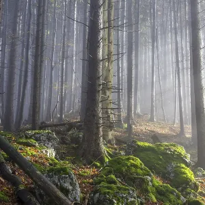 Fog and beech forest, ascent to the Laerlkogel