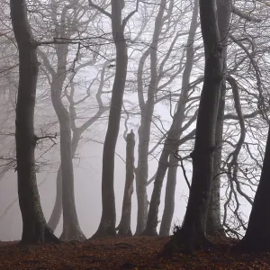 Fog in beech forest, autumn, Jasmund National Park