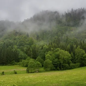La niebla cubre los árboles de la montaña y un prado verde vibrante creando una escena tranquila.