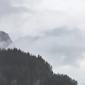 Fog-enveloped mountains with trees