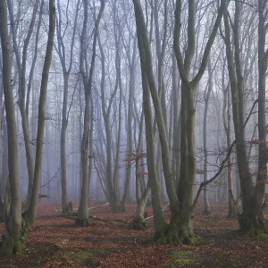 Fog in the forest with copper beeches (Fagus silvatica) Fog in the forest with copper beeches (Fagus silvatica)