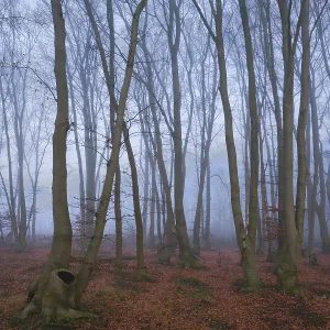 Fog in the forest with copper beeches (Fagus silvatica) Fog in the forest with copper beeches (Fagus silvatica)