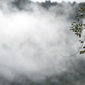 Fog over the forest in the mountains