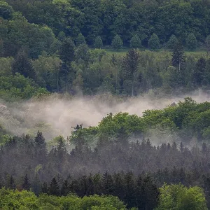 Fog over the forest near Tholey Fog over the forest near Tholey