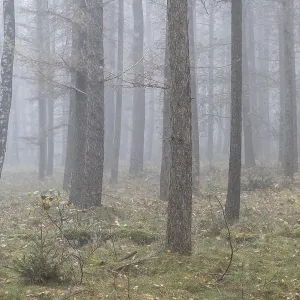 Fog in the larch forest (Larix decidua)