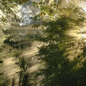 Fog with lateral sunrays in the forest Fog with lateral sunrays in the forest