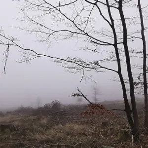 Fog obscures the view of a bare tree landscape