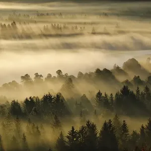 Fog in the Pupplinger Au at sunrise