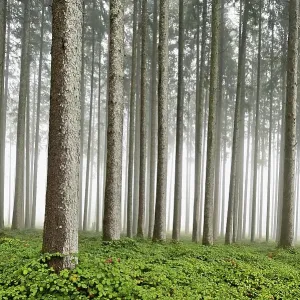 Foggy coniferous forest, Horben Foggy coniferous forest, Horben