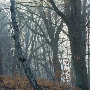 Foggy Forest Landscape Print, Lower Saxony, Germany