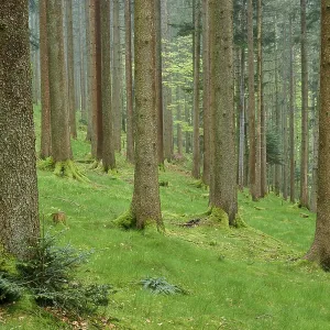 Foggy fir forest with moss-covered ground and natural light