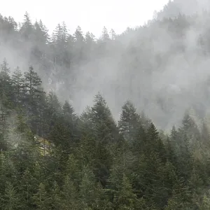 Foggy forest with dense greenery and mist swirling among the trees along the Lower Mainland of British Columbia