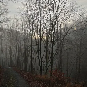 A foggy forest trail leads through bare autumn trees in a gloomy atmosphere