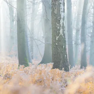 Foggy, frosty forest in the morning light with a bright