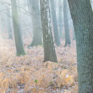 Foggy, frosty forest scene with trees in the soft morning light