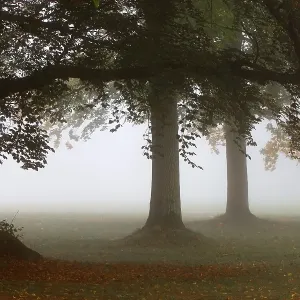 Foggy mood in a deciduous forest Foggy mood in a deciduous forest