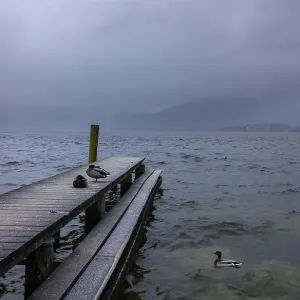 Foggy morning atmosphere at the lake with wooden walkway and ducks