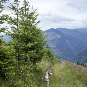 Foggy morning landscape with highland forest at Carpathian mountains