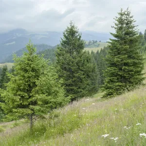 Foggy morning landscape with pine tree highland forest at Carpathian mountains