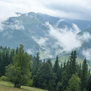 Foggy morning landscape with pine tree highland forest at Carpathian mountains